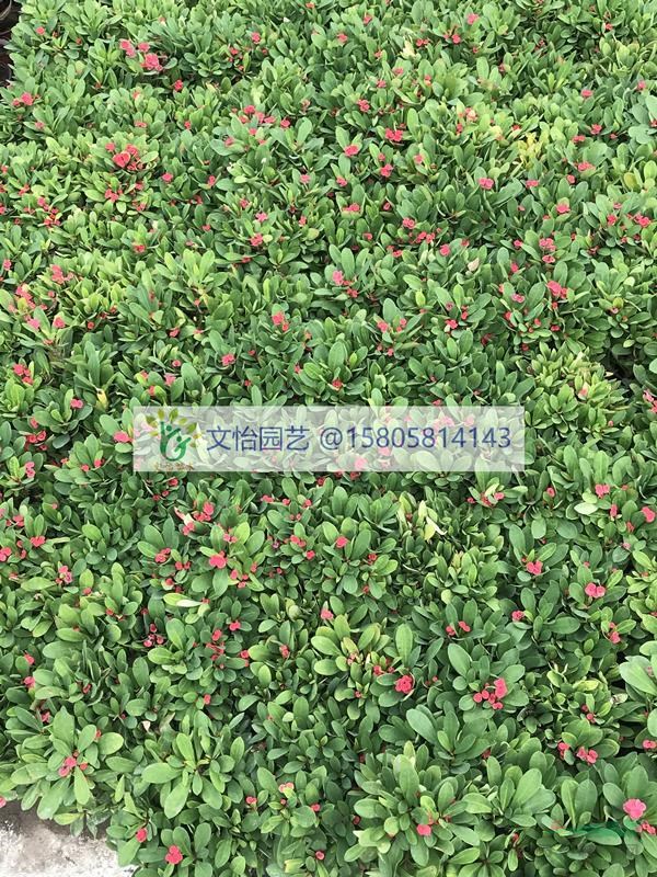 虎刺梅-基地批發