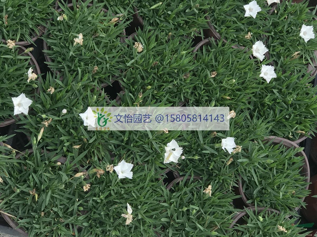 歐石竹-大小杯苗