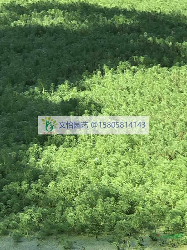 聚草-多種水草