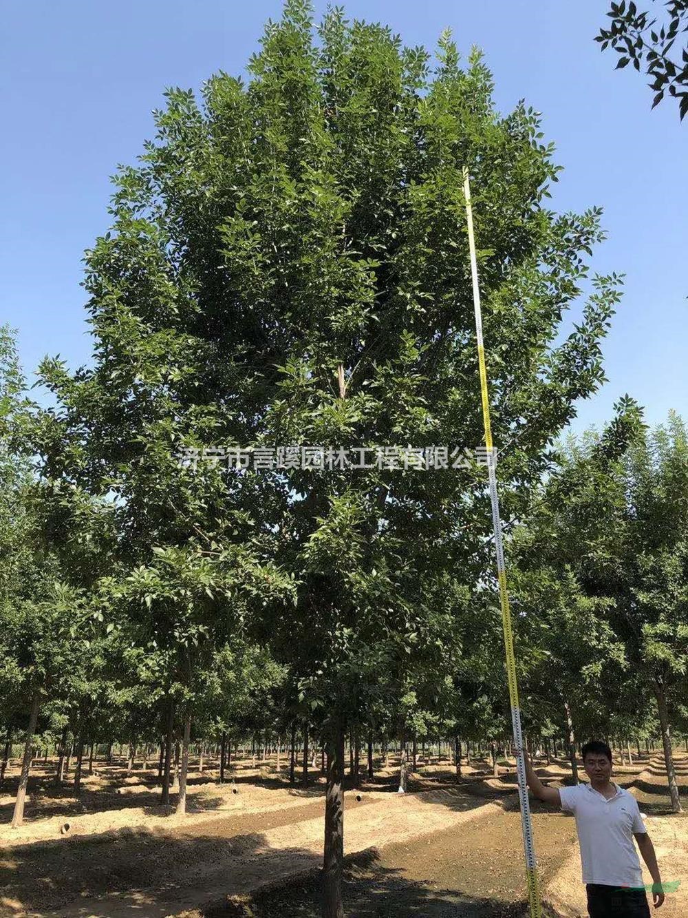 山東白蠟 白臘基地 大小規(guī)格白蠟?zāi)睦锖?哪家便宜