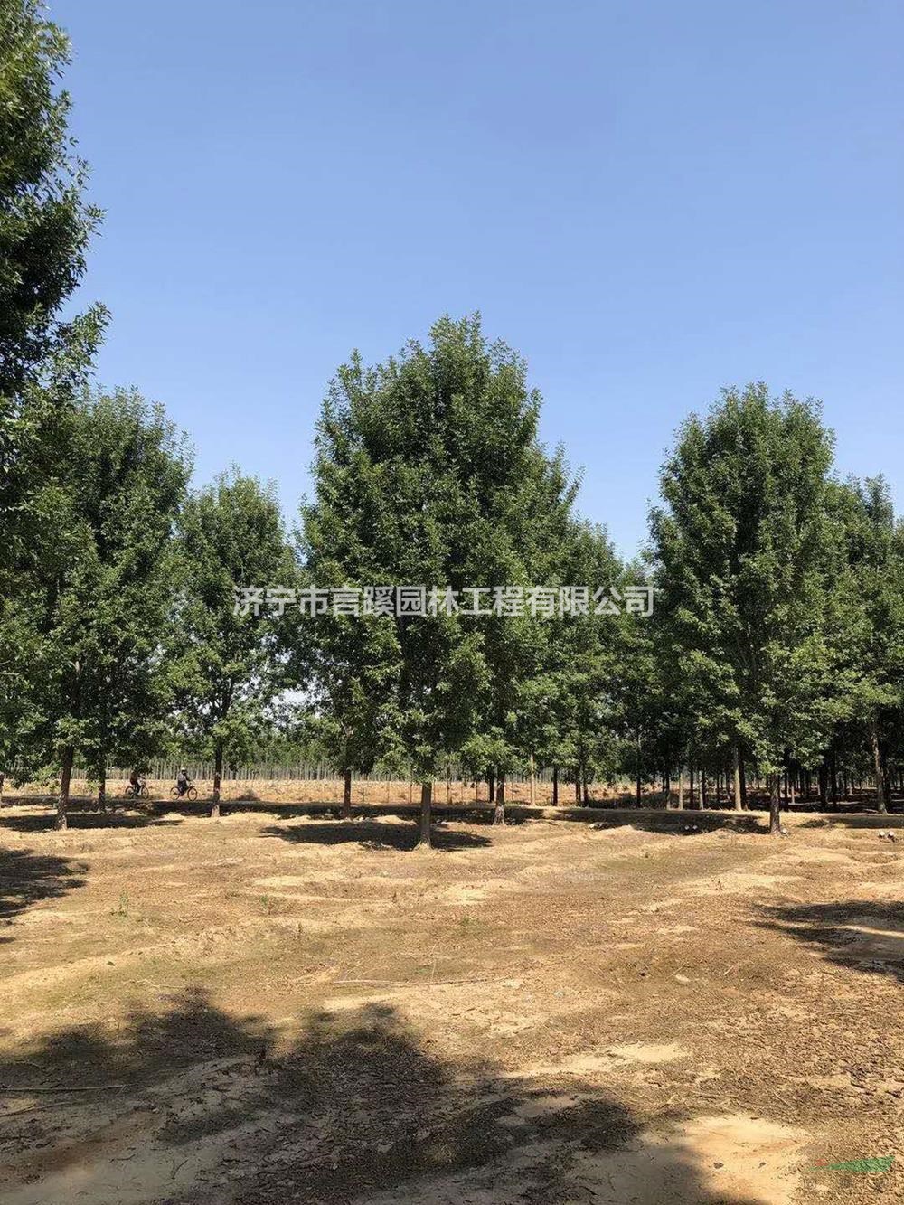 山東白蠟 白臘基地 大小規(guī)格白蠟?zāi)睦锖?哪家便宜