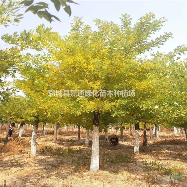 菏澤金枝槐低價批售 15公分金枝槐價格質(zhì)量保證