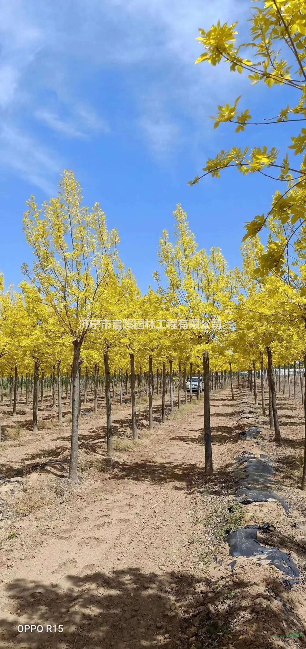 山東金葉白蠟 濟(jì)寧金葉白蠟價(jià)格 金葉白蠟基地哪里好/哪家便宜