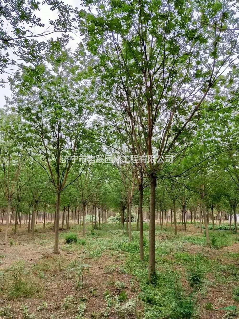 國槐 7-15公分國槐 濟(jì)寧國槐基地 山東國槐價格
