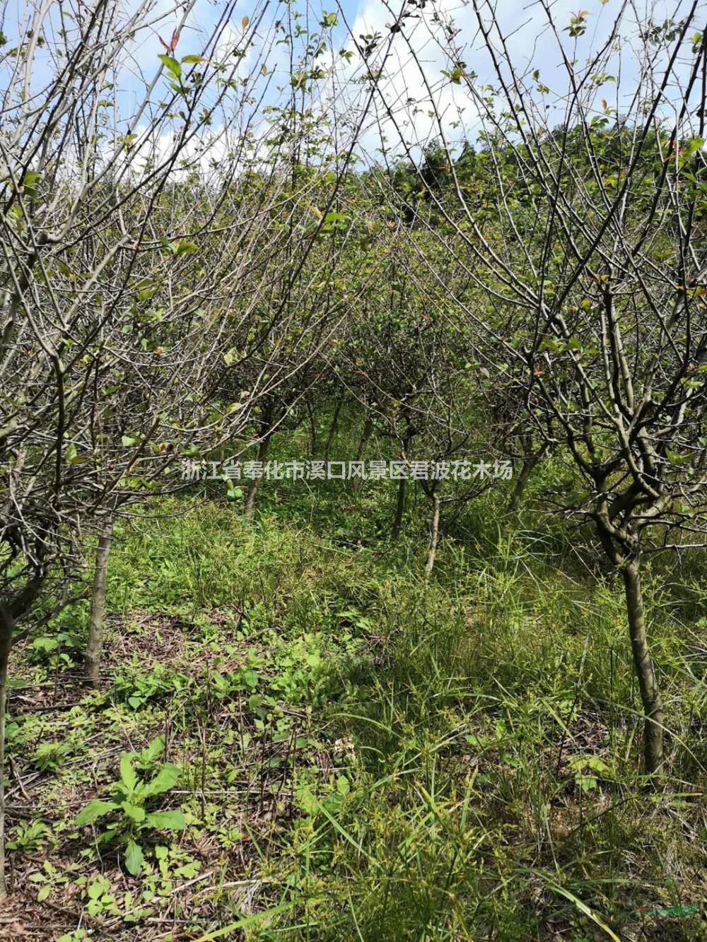 急售8000棵4-5公分海棠垂丝海棠