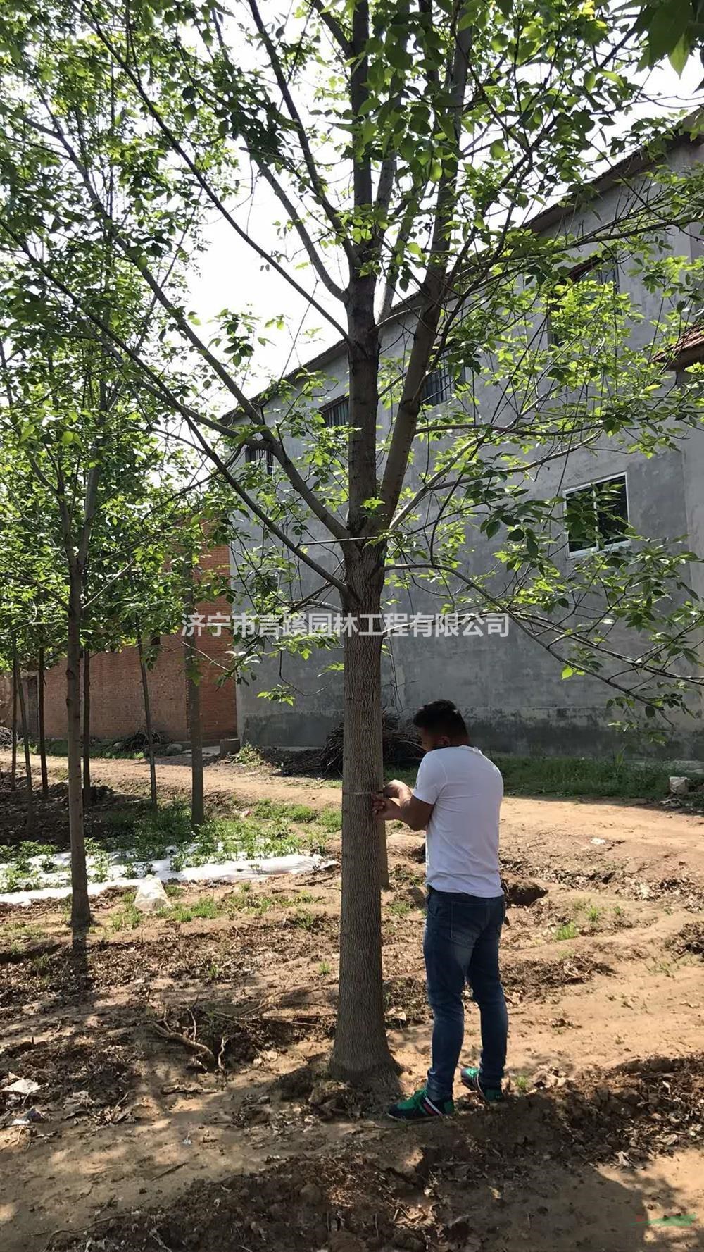 白蠟行情報價/白蠟圖片展示 濟寧白蠟低價批發(fā)