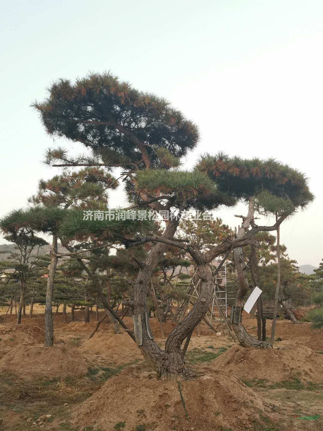 大小規(guī)格景觀松基地 來(lái)電咨詢享折扣