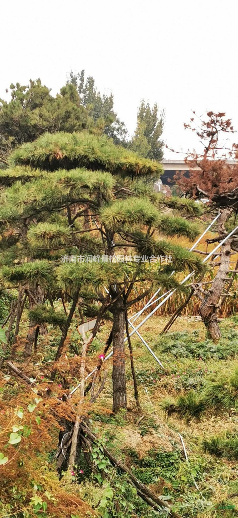 油松   造型油松  景觀松圖片/油松   造型油松  景觀松報價