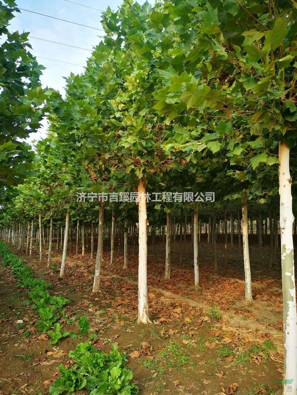 12公分法桐 濟(jì)寧基地直供 十二公分法桐 價(jià)格實(shí)惠