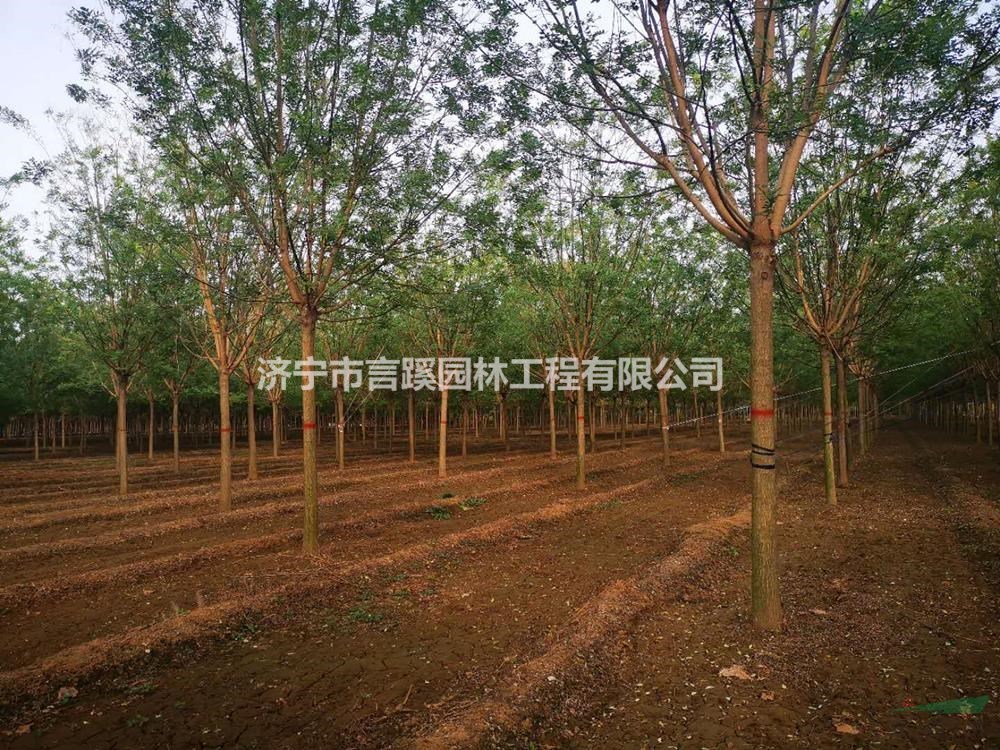2020年山東12公分國槐新報價 濟(jì)寧十二公分國槐批發(fā)