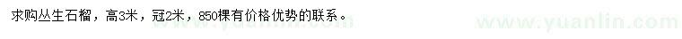 求購高3米叢生石榴