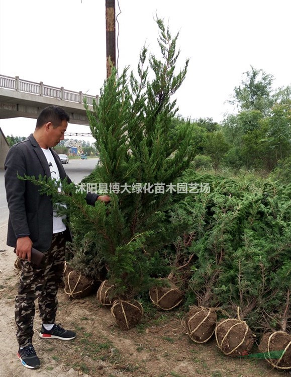 龙柏产地 小龙柏 直升龙柏 龙柏树 大龙柏球