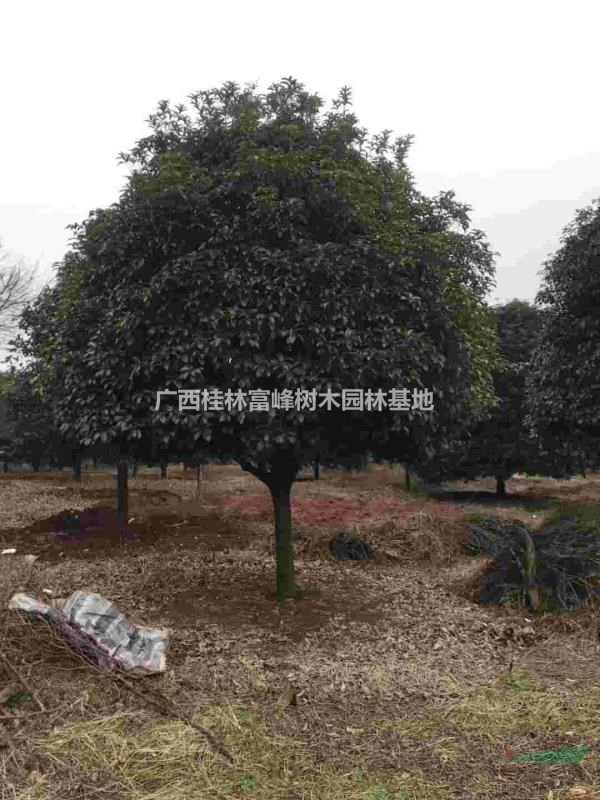 桂花哪里好我來幫你找，各種規(guī)格，各種獸樹形，全國供應，裝貨..