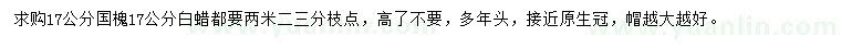 求購17公分國槐、白蠟