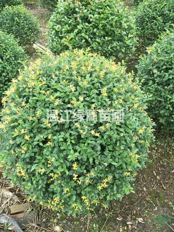 云南金森女貞種植基地