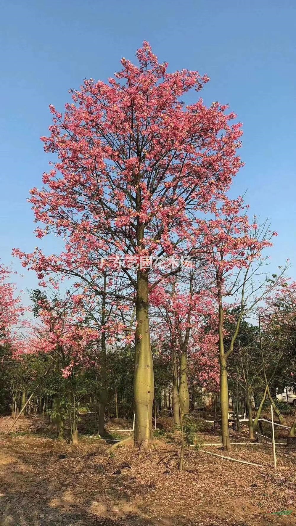 广东大腹木棉批发/供应基地_种植厂家_产地报价单_广东艺园花木场