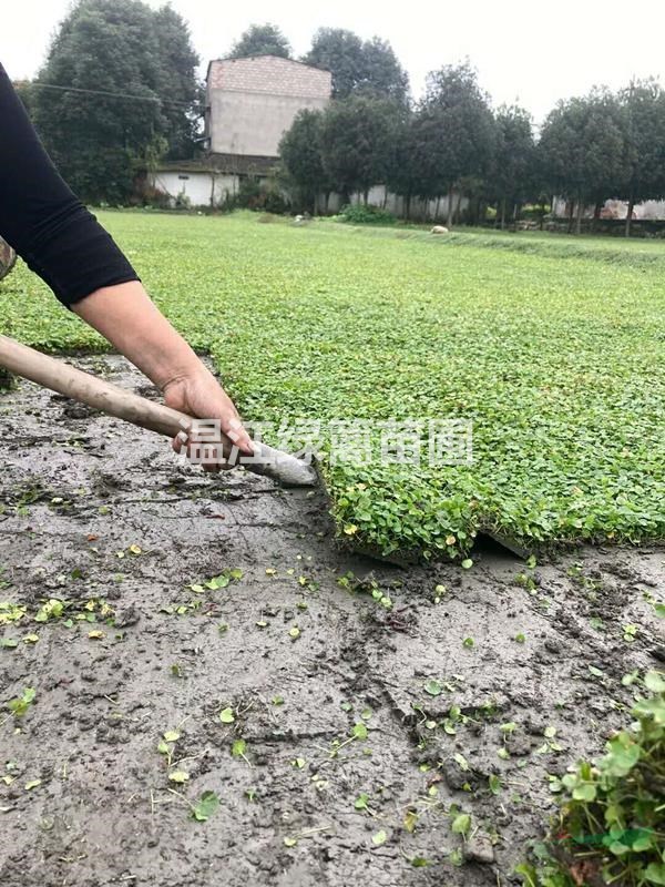 成都馬蹄金草坪種植基地