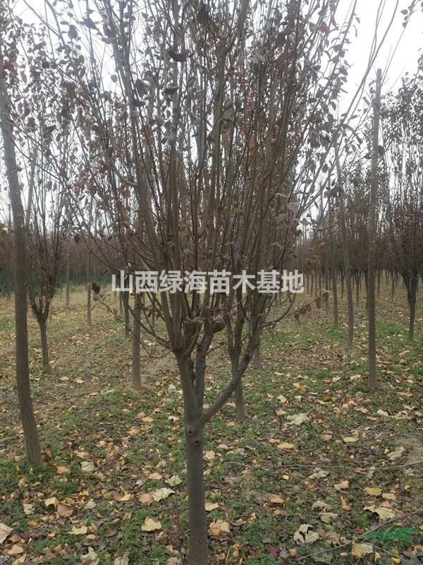 地徑3公分4公分5公分6公分8公分紅葉李價格山西規(guī)格齊全
