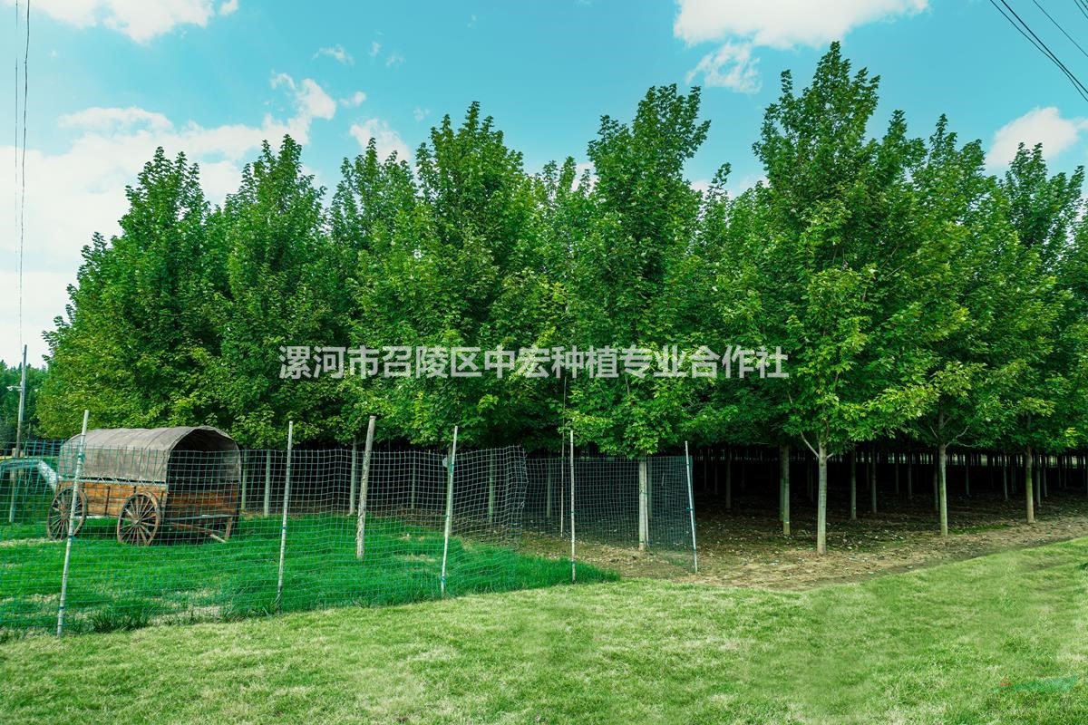 河南漯河美國紅楓基地12公分秋火焰工程苗