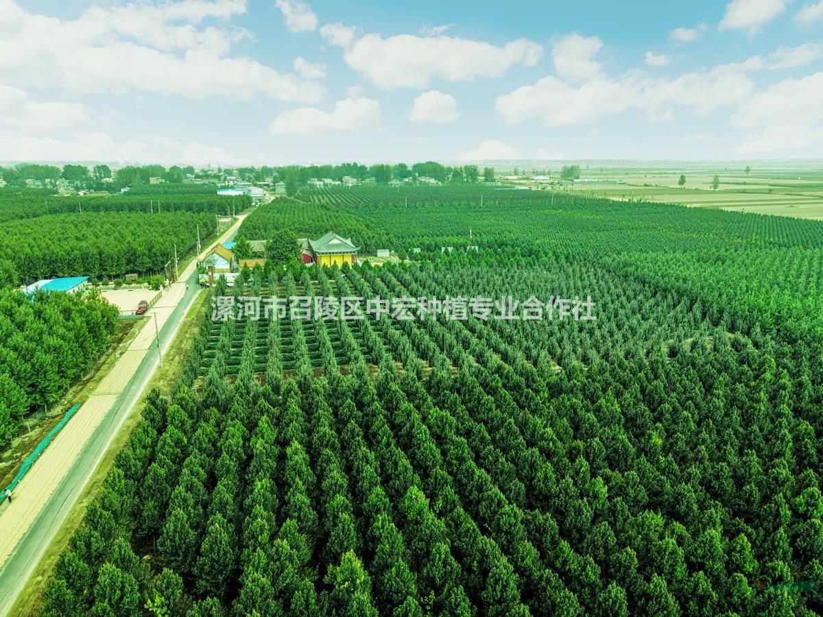 河南漯河美國紅楓基地12公分秋火焰工程苗