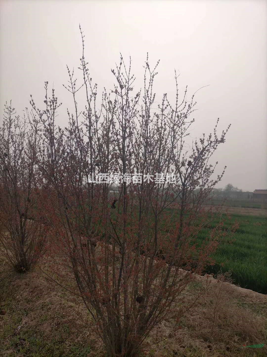  哪里可以買到叢生石榴樹？目前叢生石榴樹價格是多少錢一棵？