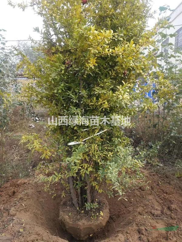  哪里可以買到叢生石榴樹？目前叢生石榴樹價格是多少錢一棵？