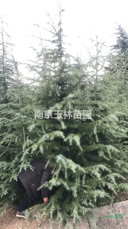 10/12/13/14/15公分雪松價格