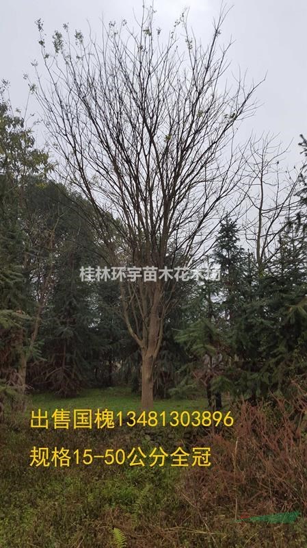 常年出售国槐树15.20.25.30.35公分直径