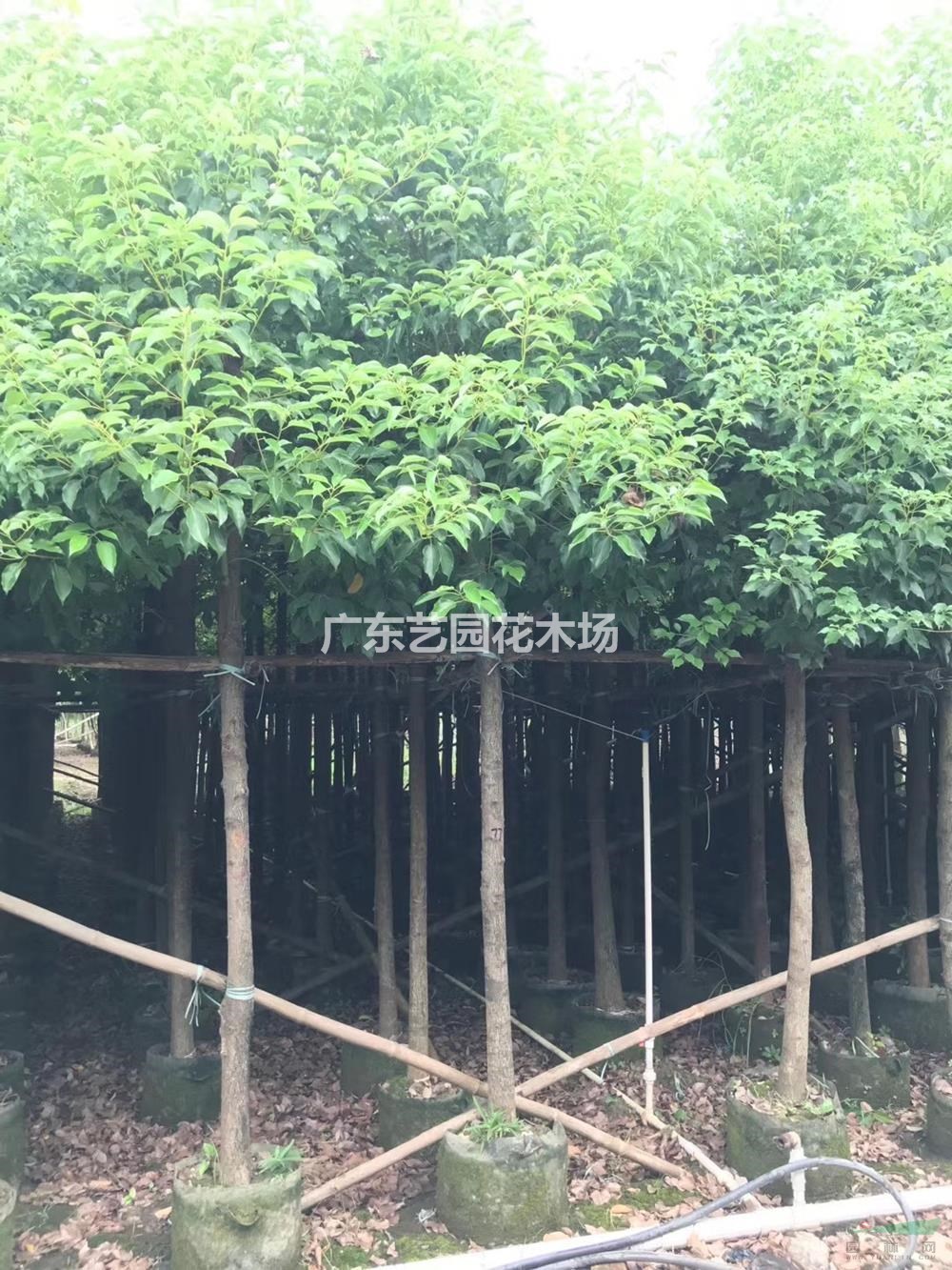 2020年广东香樟新报价