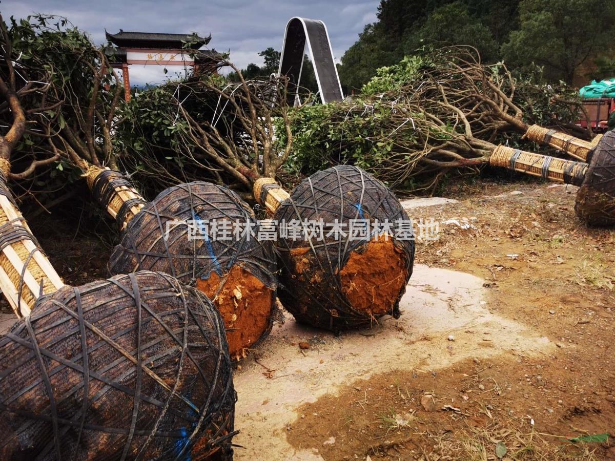 桂花樹18公分南昌繼續(xù)上貨裝車