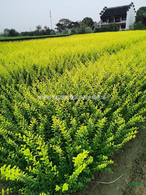 江苏常州【色块小毛球】苗圃基地【金边黄杨】【红叶石楠】