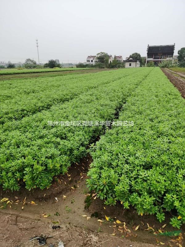 江苏常州【色块小毛球】苗圃基地【金边黄杨】【红叶石楠】