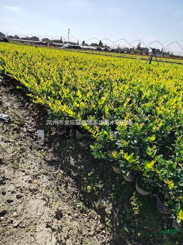 江苏常州本地【大杯苗】基地批发，红叶石楠，金森女贞，南天竹等