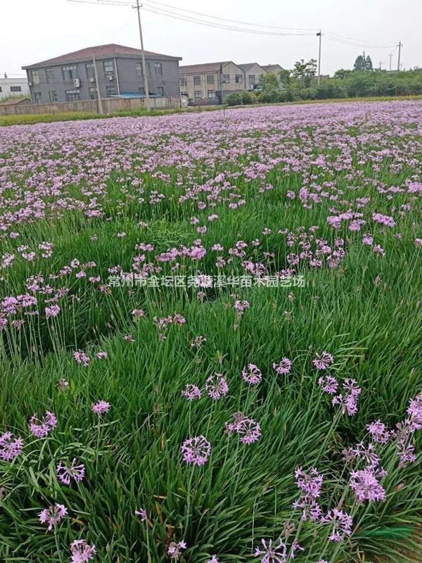 江苏常州本地【大杯苗】基地批发，红叶石楠，金森女贞，南天竹等