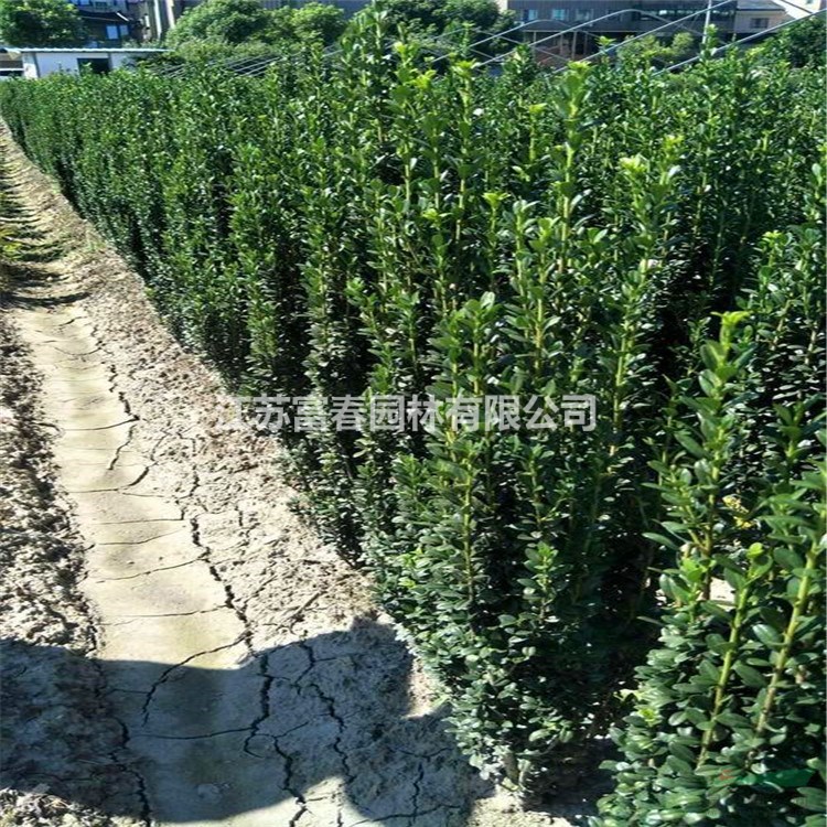 大量出售 冬青 冬青苗 直立冬青 直立冬青籬 綠化苗木