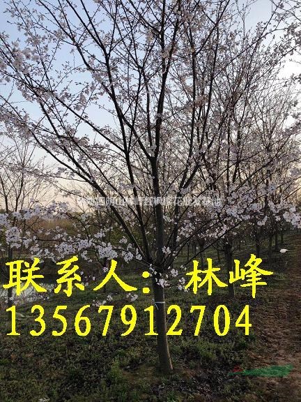 浙江早樱培育基地