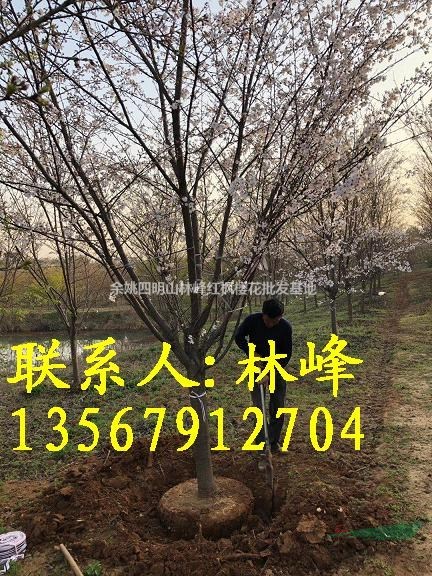 浙江早樱培育基地