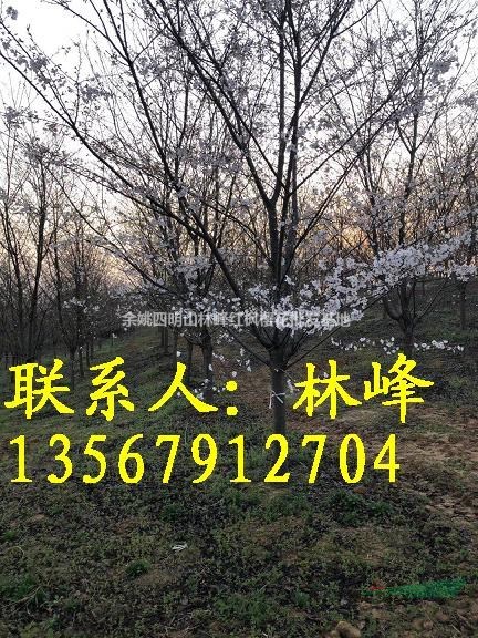 浙江早樱培育基地