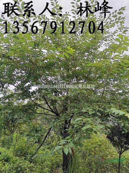 四明山早樱批发基地