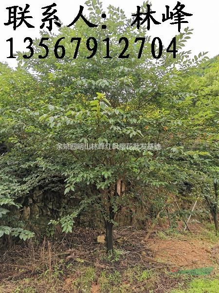 四明山早樱批发基地