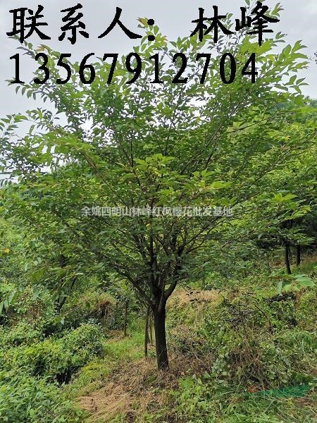 四明山早樱批发基地