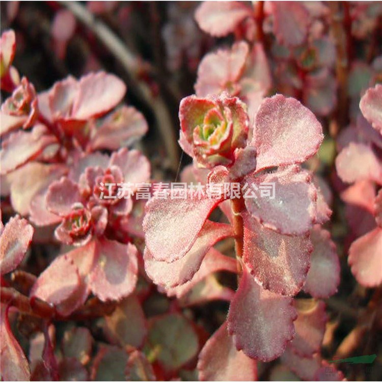 基地直銷胭脂紅景天 小球玫瑰 紅景天觀葉植物 耐寒耐旱