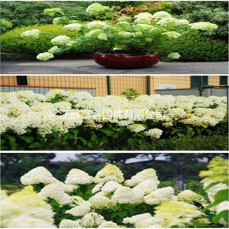 圓錐繡球 盆栽 喬木 繡球花 盆栽 花卉陽臺(tái)花園植物