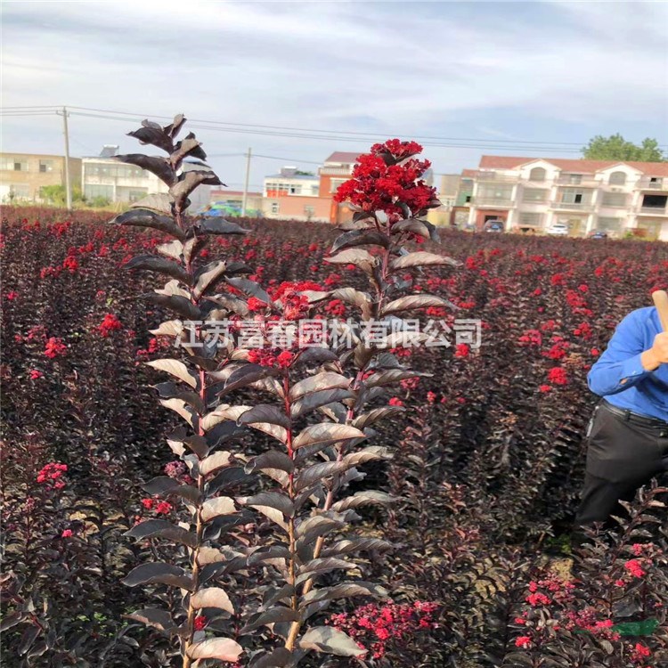 供应黑钻石紫薇 黑钻石紫叶丹红紫薇苗圃扦插苗及工程苗