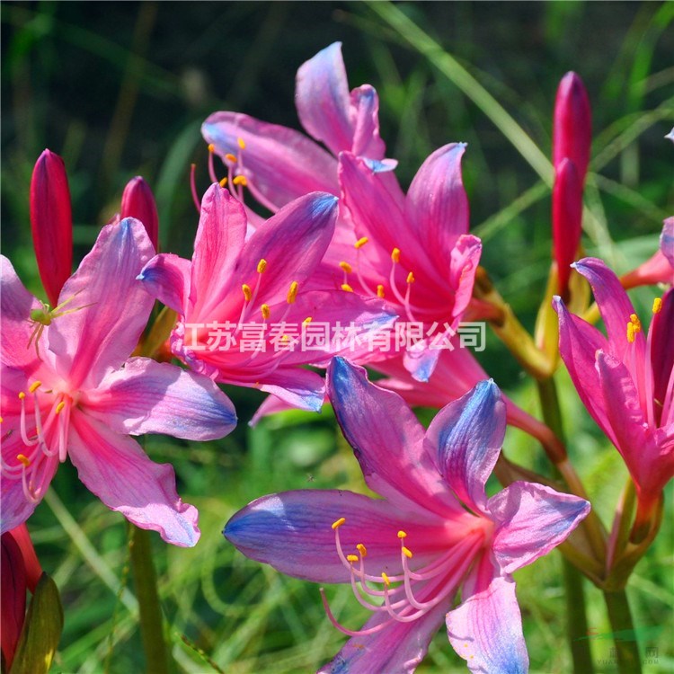 石蒜科植物 換錦花 換錦花苗 可做林下地被花卉 園林綠化