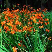 火星花 耐寒夏季觀花 基地直銷 多種規(guī)格 宿根花卉 品種*