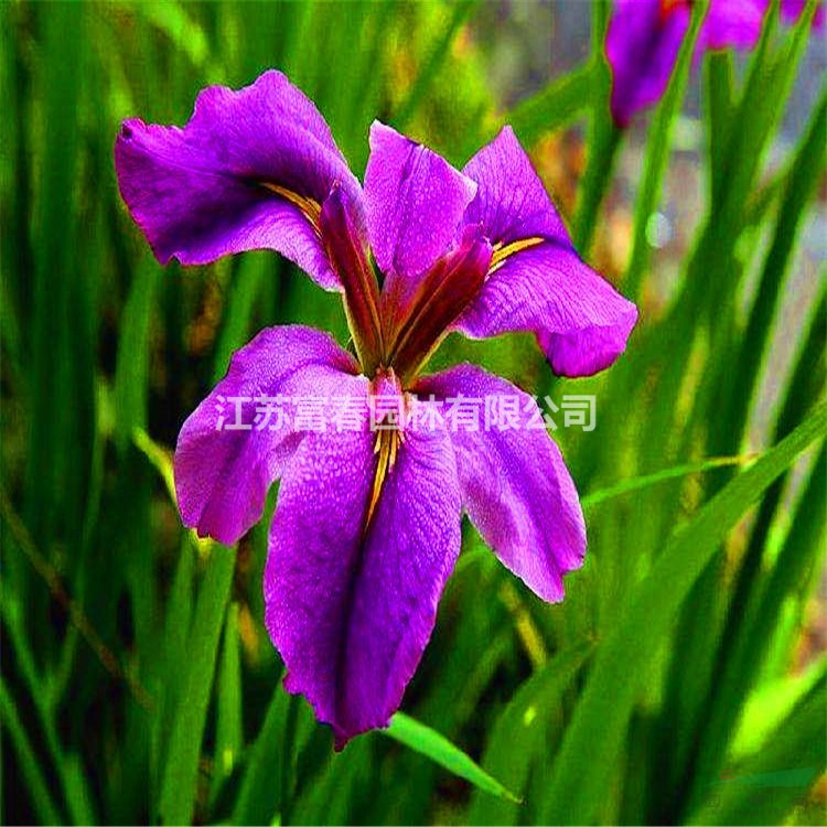 玉蟬花 水生植物玉蟬花 基地直銷 歡迎選購