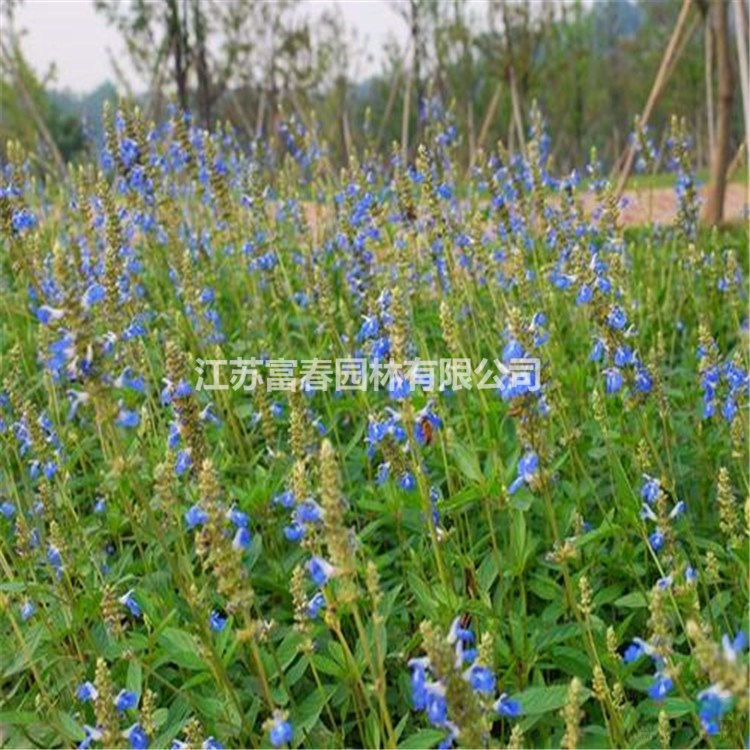 花海宿根 天藍(lán)鼠尾草 景觀花卉庭院種植草花鼠尾草綠化工程