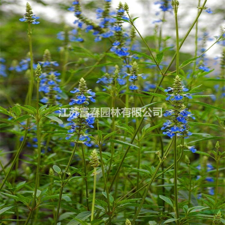 花海宿根 天藍(lán)鼠尾草 景觀花卉庭院種植草花鼠尾草綠化工程