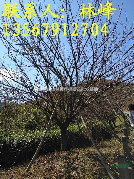 22公分樱花批发基地